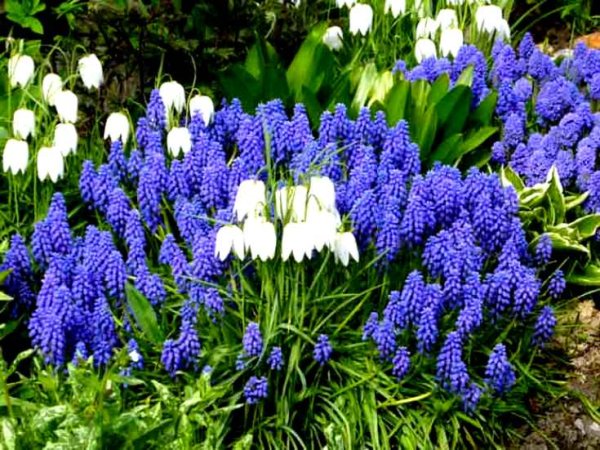 Мускари Лазурный альбум