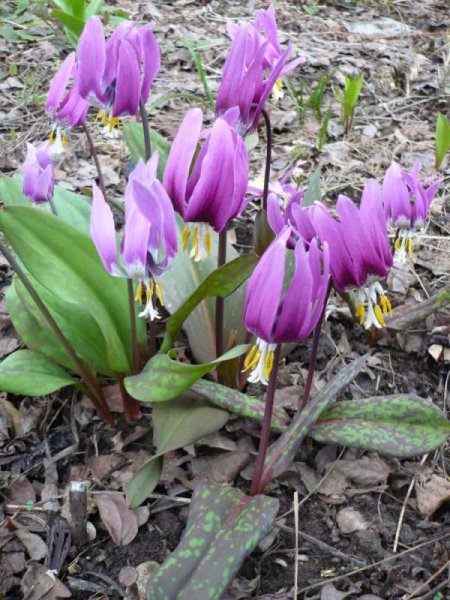 Весенние первоцветы Кандык Сибирский