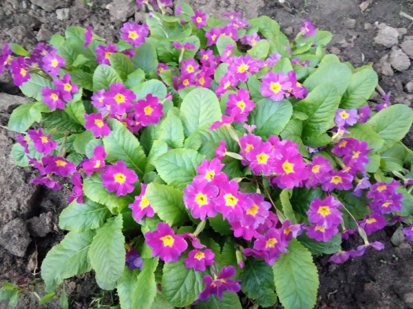 Примула Королевская многолетняя