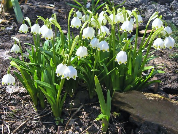 Подснежник белоцветник
