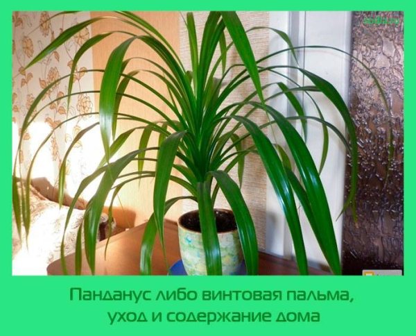 Комнатные цветы пальмы панданус