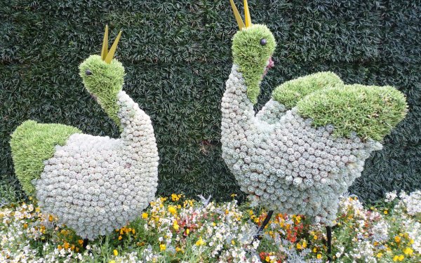 Скульптуры из цветов
