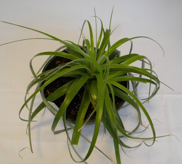 Хлорофитум Капский Chlorophytum