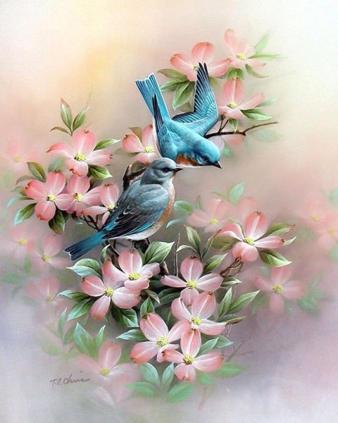 Цветы Тан Чун Чиу