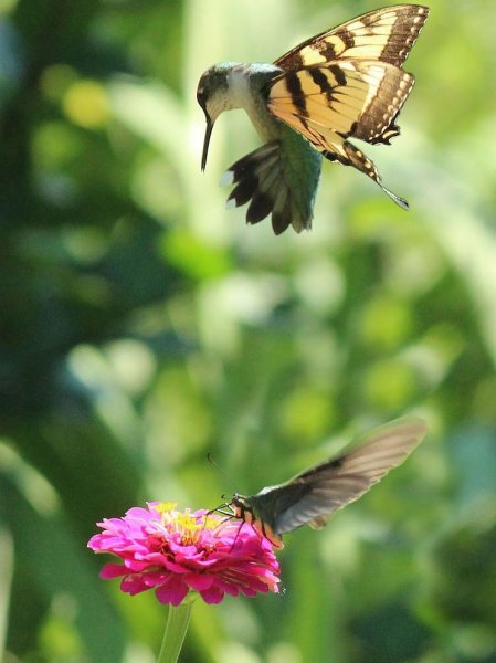 Бабочки и птички