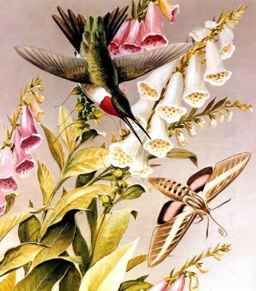 Художник Roger Tory Peterson