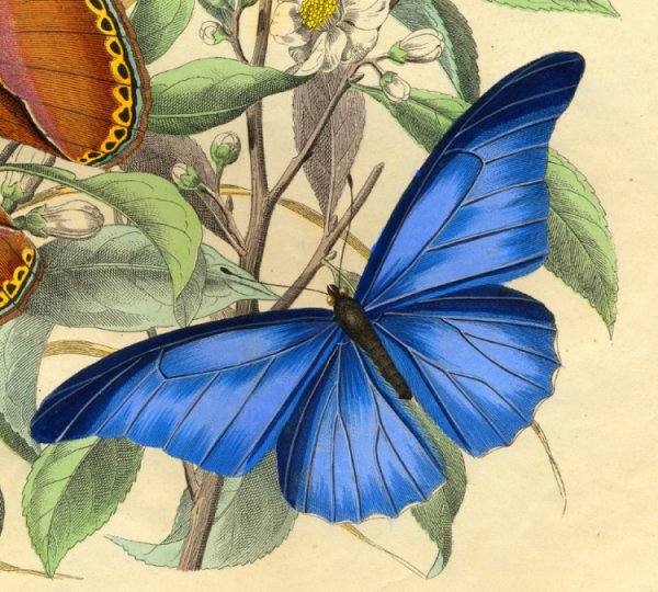 Бабочка иллюстрация