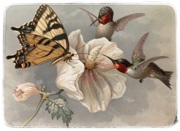 Бабочки для декупажа
