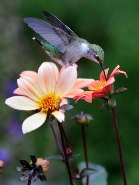 Колибри Северной Америки