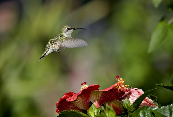 Шлемоносный Колибри