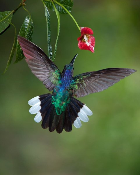 Дивный Шпательтэил