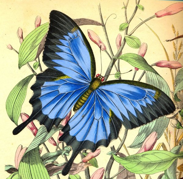 Бабочка рисунок