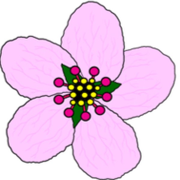 Нарисовать цветы яблони