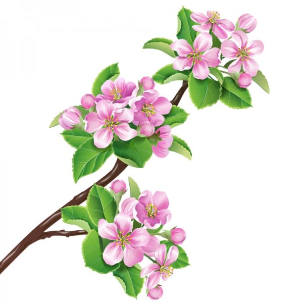 Ветка яблони в цвету для вырезания