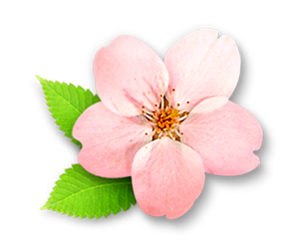 Цветы Сакуры для вырезания