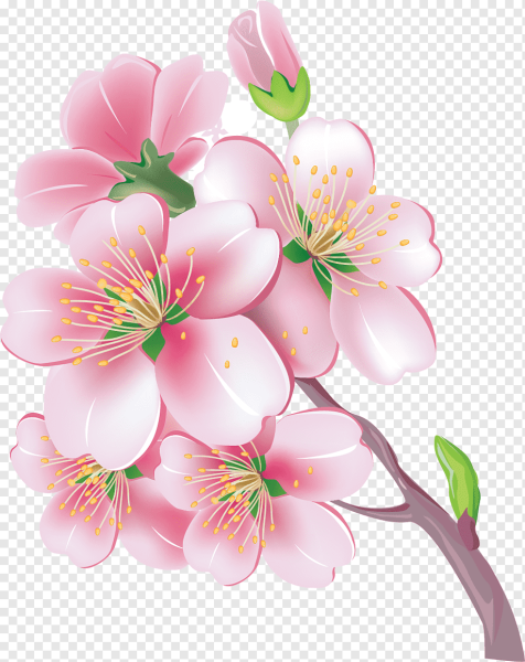 Цветы яблони для детей