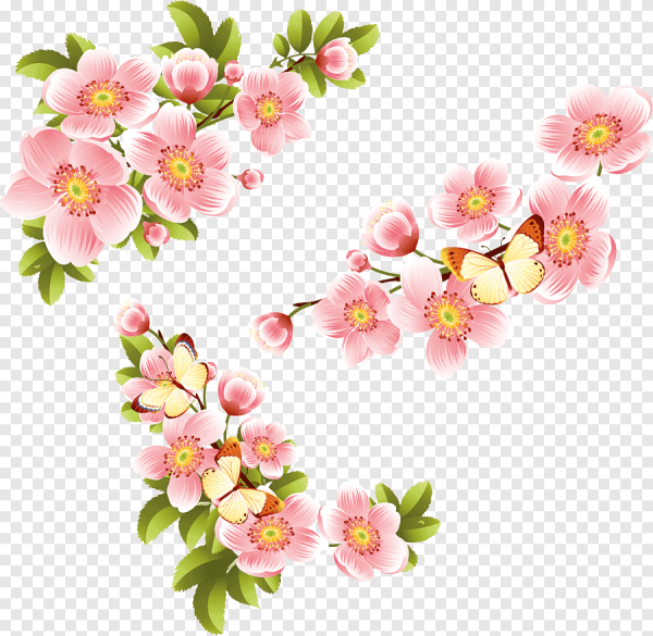 Нарисованные цветы Сакуры