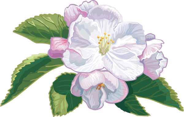 Цветы яблони на белом фоне