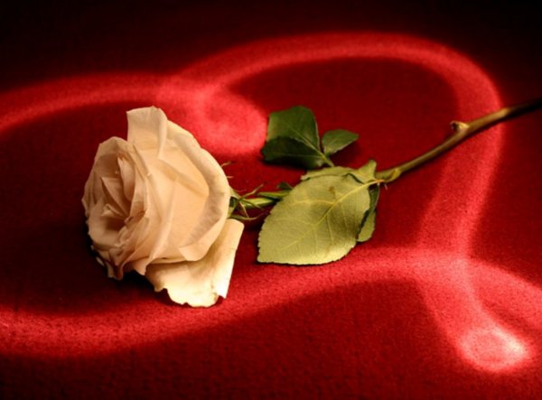 Цветы для любимой единственной