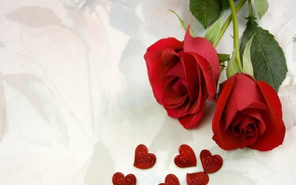 Розы для любимой девушки с надписью