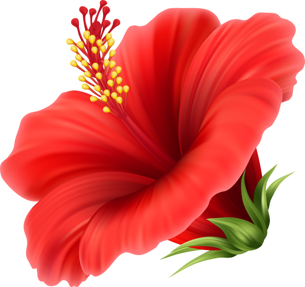 Красные цветы на прозрачном фоне