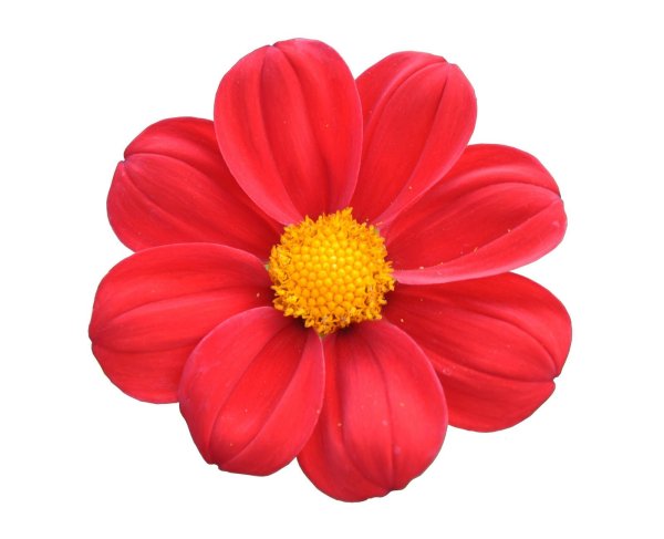 Красный цветочек