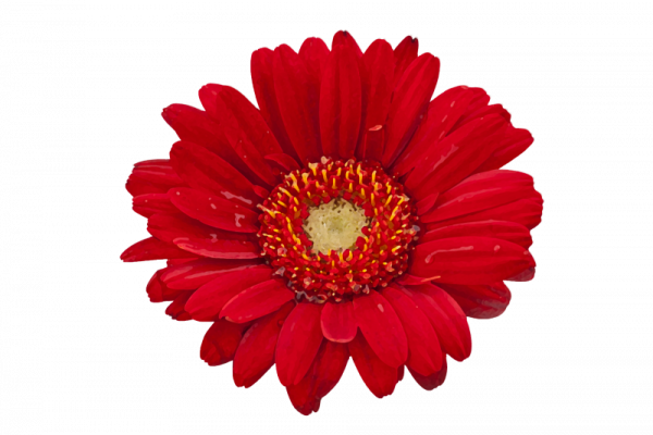 Красный цветок