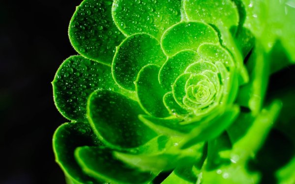 Моника Анафония зеленые цветы