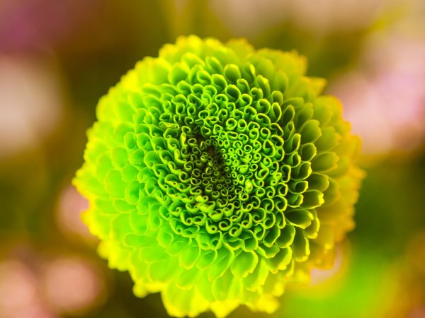 Зеленого света