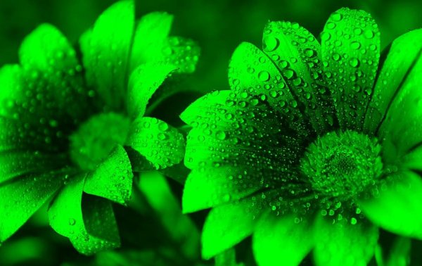 Зеленые картинки