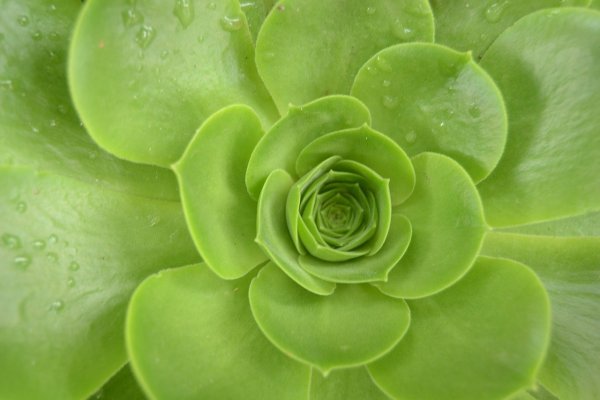 Хлорофилл цветок