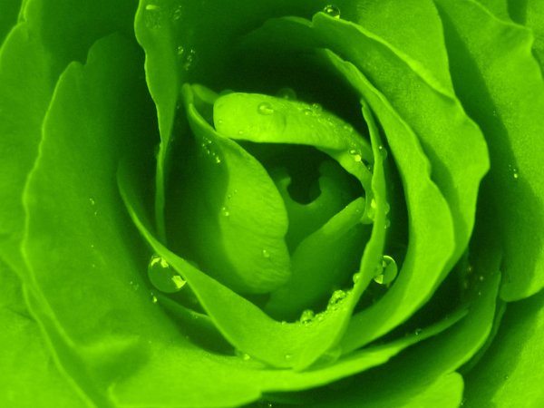 Красивый зеленый