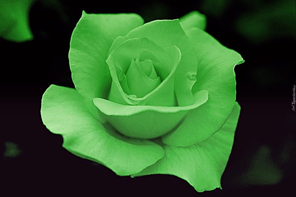 Роза зеленая Папилон