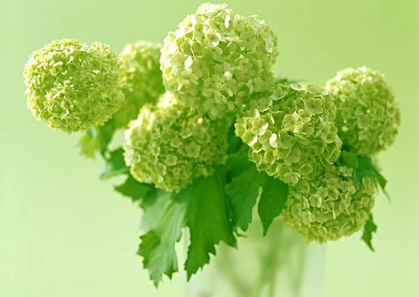 Зеленые цветы