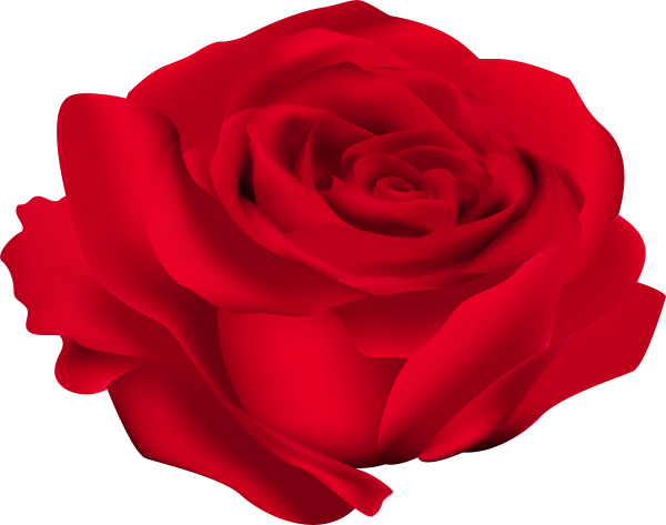 Красная роза цвета для детей