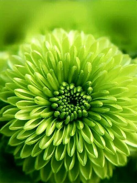 Грин Флауэрс