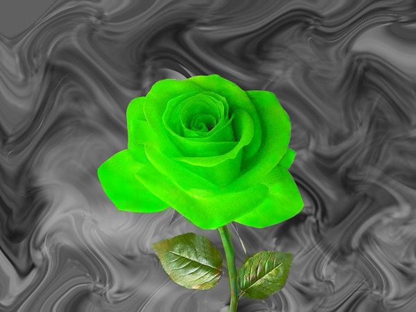 Цветы зеленые розы