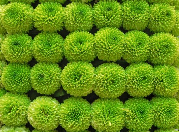 Салатовые обои