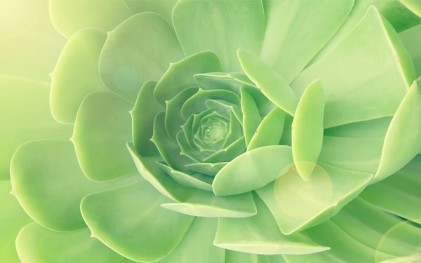 Зеленые розы Голландия.