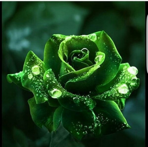 Красивый зеленый цвет