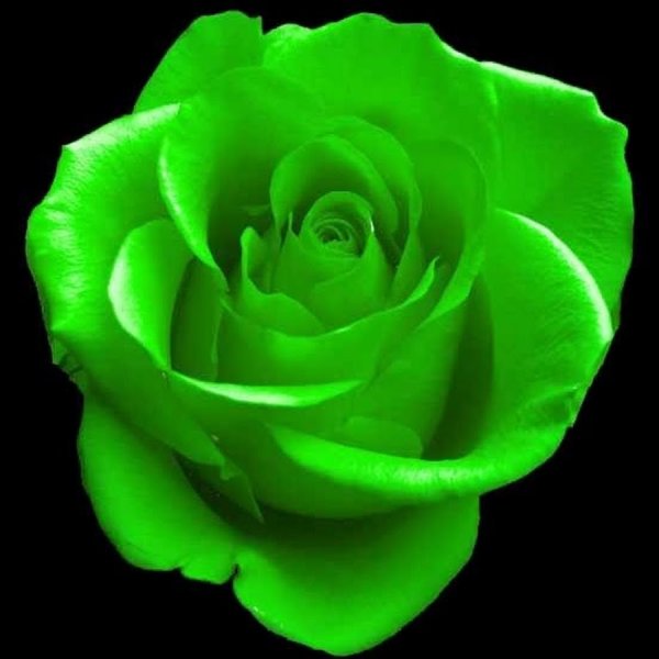 Букет зеленых роз