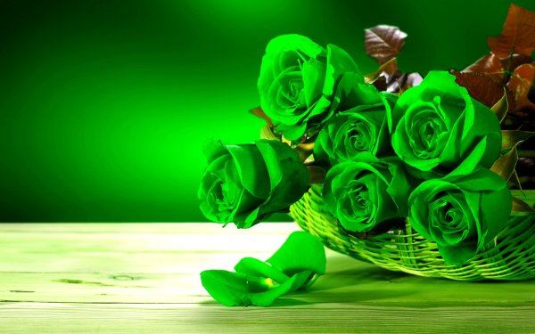 Роза чайно-гибридная Exotica