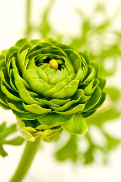 Гортензия зеленая