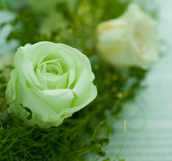 Зеленые цветы