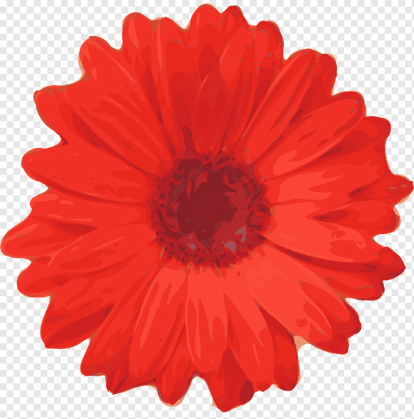 Красные цветы на белом фоне