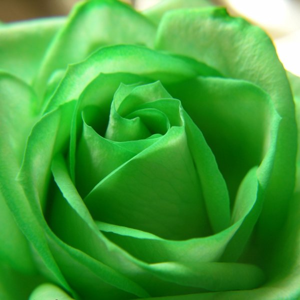 Цветы зеленого цвета