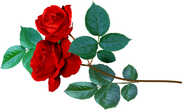 Розы на прозрачном фоне
