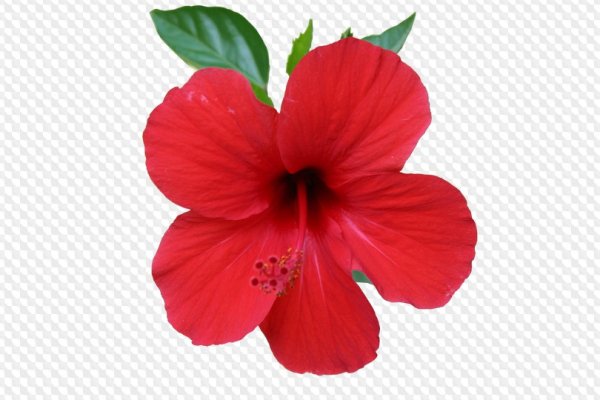 Одиночный красный цветок