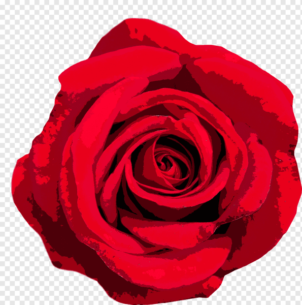 Красные розы нарисованные