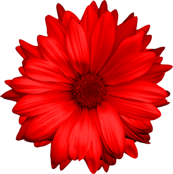 Красные цветы на белом фоне